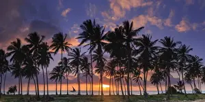 Tanzania. Zanzibar, Jambiani, Jambani Beach and Coconut Plantation