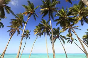 Tanzania. Zanzibar, Jambiani, Jambani Beach and Coconut Plantation