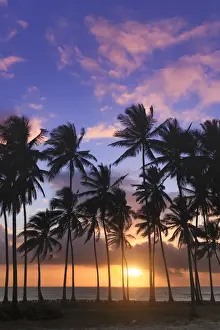Tanzania. Zanzibar, Jambiani, Jambani Beach and Coconut Plantation