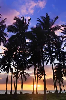 Jambiani Beach Prints: Tanzania. Zanzibar, Jambiani, Jambani Beach and Coconut Plantation