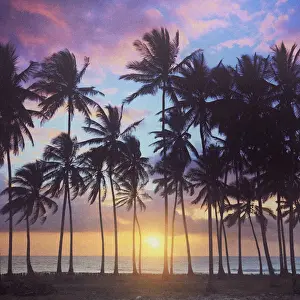 Zanzibar Prints: Tanzania. Zanzibar, Jambiani, Jambani Beach and Coconut Plantation