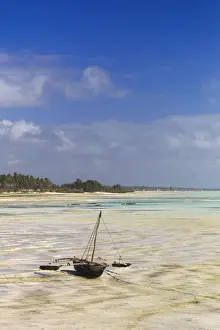 Dhow Prints: Tanzania. Zanzibar, Jambiani, local lwomen collecting seaweed from the plantations