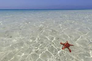 Tanzania. Zanzibar, Jambiani, starfish easily visible close to the reef at low tide
