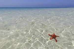 Jambiani Beach Prints: Tanzania. Zanzibar, Jambiani, starfish easily visible close to the reef at low tide