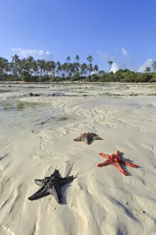 Images Dated 26th October 2017: Tanzania. Zanzibar, Jambiani, Starfish exposed at low tide