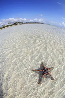 Zanzibar Prints: Tanzania. Zanzibar, Jambiani, Starfish exposed at low tide