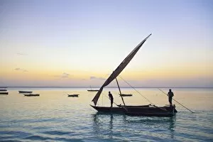 Images Dated 7th September 2017: Tanzania. Zanzibar, Michamvi Village, Dhows (traditional sailboats) saling at sunset
