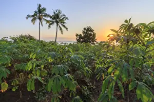 Tanzania. Zanzibar, West Coast, Tapioca Plantation