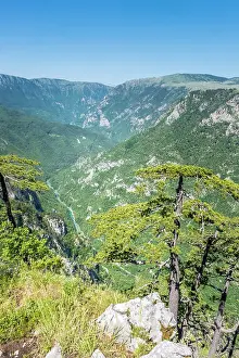Montenegro Prints: Tara Canyon, Durmitor National Park, Montenegro