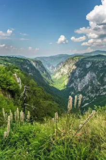 Montenegro Prints: Tara Canyon, Durmitor National Park, Montenegro