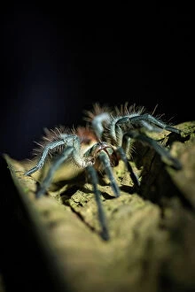 Images Dated 4th May 2023: Taratantula Spider, Mashpi, Reserva Mashpi Amagusa, Pichincha, Ecuador