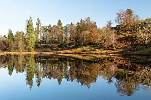 Tarn Hows reflections, Lake District National Park, Cumbria, England