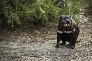 Marsupial Prints: Tasmanian Devil (Sarcophilus harrisii), Coles Bay, Tasmania, Australia