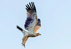 Flight Prints: Tawny eagle in flight, Zimanga Private Game Reserve, KwaZulu Natal, South Africa