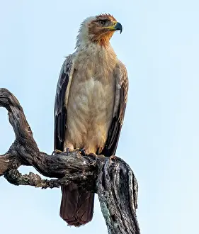 Branch Prints: Tawny eagle perched on branch, Zimanga Private Game Reserve, KwaZulu Natal, South Africa