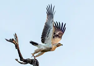 In Flight Prints: Tawny eagle taking off from tree