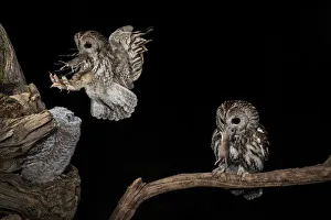 Nest Prints: The Tawny owl feeds its young, Trentino Alto-Adige, Italy