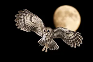 A Tawny owl in night flight with a mouse in its beak, Trentino Alto-Adige, Italy