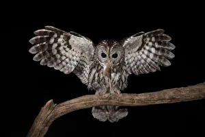 Tawny owl in night flight with a mouse in its beak, Trentino Alto-Adige, Italy Tawny owl in night flight with a mouse in its beak, Trentino Alto-Adige, Italy