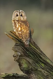 Vertical Gallery: Tawny Owl (Strix aluco) (C) perched on branch UK