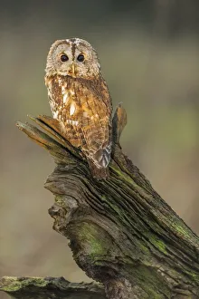 Vertical Gallery: Tawny Owl (Strix aluco) (C) perched on branch UK