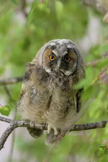 Bird Collection: Tawny Owl (Strix aluco), - Young bird, Thuringian Forest, Thuringia, Germany