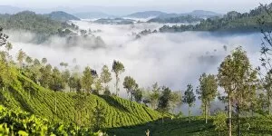 Images Dated 27th January 2016: Tea Estate & morning mist, Hapatule, Southern Highlands, Sri Lanka