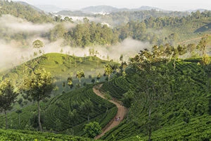 Images Dated 18th July 2016: Tea Estate & morning mist, Hapatule, Southern Highlands, Sri Lanka