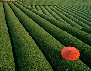 World Destinations Gallery: Tea Fields