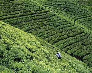 Images Dated 12th February 2008: Tea Fields