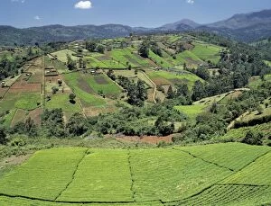 Aberdare Mountains Gallery: Tea gardens owned by Kikuyu smallholders near the Aberdare Mountains