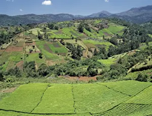 Tea gardens owned by Kikuyu smallholders near the Aberdare Mountains
