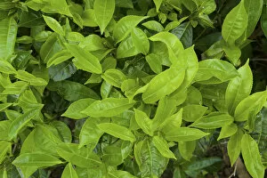 Images Dated 27th June 2017: Tea leaves, Nuwara Eliya, Sri Lanka