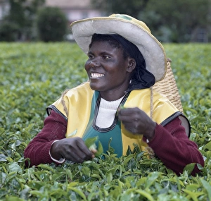 Smile Prints: A Tea picker on an estate near Kericho