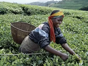 Worker Gallery: A tea picker in Southwest Rwanda