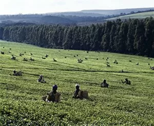 Gathering Collection: Tea pickers on a large estate near Kericho