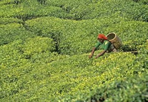 Southern Aisa Gallery: Tea plantation