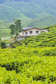 Tea Estates Prints: Tea Plantation, Cameron Highlands, Pahang, Malaysia