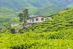 Tea Plantation, Cameron Highlands, Pahang, Malaysia
