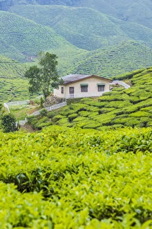 Images Dated 27th November 2019: Tea Plantation, Cameron Highlands, Pahang, Malaysia