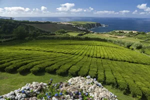 Images Dated 6th October 2021: Tea plantation Fabrica de Cha Porto Formoso. SA£o Miguel island, Azores Islands