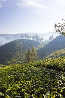 Crop Prints: Tea Plantation, Munnar, Western Ghats, Kerala, South India