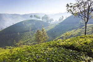 Peter Adams Gallery: Tea Plantation, Munnar, Western Ghats, Kerala, South India