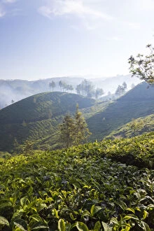 Tea Plantation, Munnar, Western Ghats, Kerala, South India
