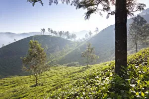 Images Dated 9th November 2011: Tea Plantation, Munnar, Western Ghats, Kerala, South India
