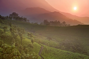 Agricuture Gallery: Tea Plantations