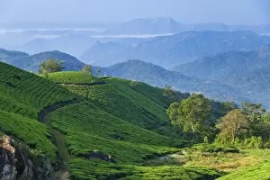 India Collection: Tea Plantations