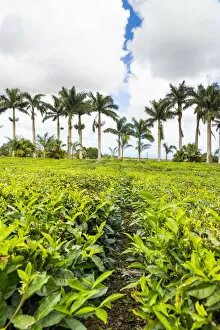 The tea plantations of Bois Cheri tea factory. Bois Cheri, Savanne, Mauritius, Africa