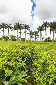 Tea Factory Prints: The tea plantations of Bois Cheri tea factory. Bois Cheri, Savanne, Mauritius, Africa