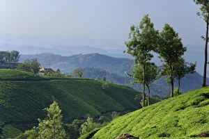 Tea Plantations, Munnar, Western Ghats, Kerala, India